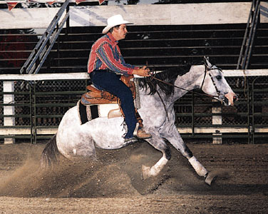 Reining Photo