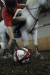 horseball (1)